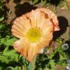 2025/08/20240825_105552.jpg Iceland poppy - 100 seeds