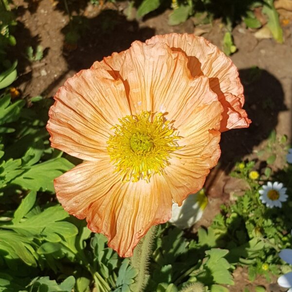 2025/08/20240825_105552.jpg Iceland poppy - 100 seeds