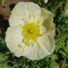 2025/08/20240825_105610.jpg Iceland poppy - 100 seeds