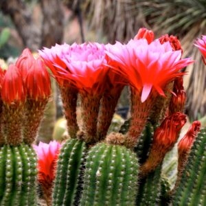 Echinopsis huascha - 10 seeds