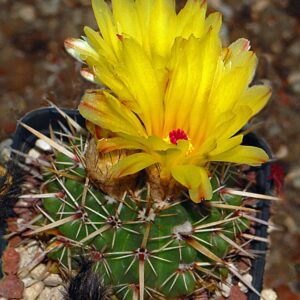 Parodia mammulosa - 10 seeds