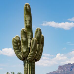 Saguaro - 10 seeds
