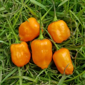 2025/08/20250508_160422-scaled.jpg Chilli 'Aji mango' - 20 seeds