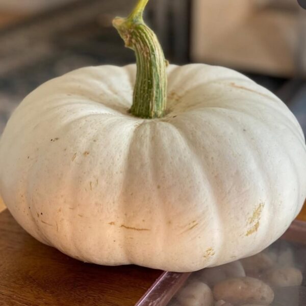 Pumpkin 'flat white boer' - 10 seeds