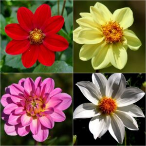 2025/08/20250824_203859-scaled.jpg Dahlia 'unwins mix' - 25 seeds