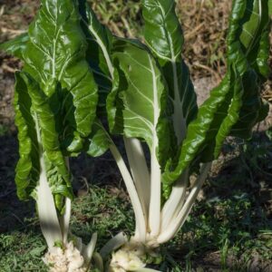 2025/08/20250824_210649.jpg Swiss chard 'fordhook giant' - 100 seeds