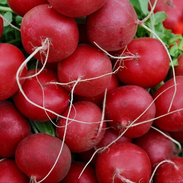 Giant butter radish - 50 seeds