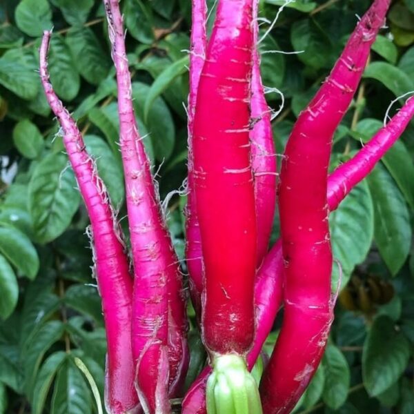 2025/08/20250824_211628.jpg Radish 'fire candle' - 50 seeds