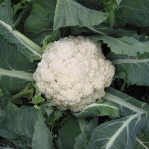 2025/08/20250824_213144.jpg Cauliflower 'snowball' - 100 seeds