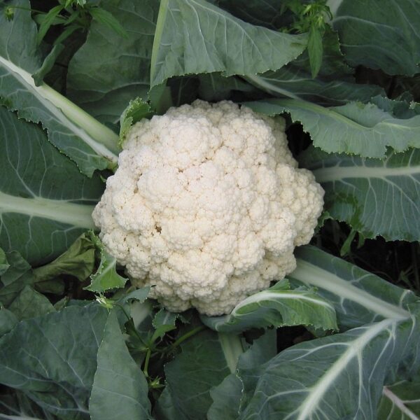 Cauliflower 'snowball' - 100 seeds