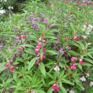 Balsam 'tom thumb mix' - 50 seeds