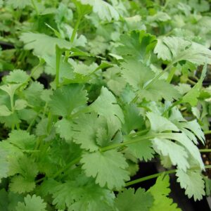2025/08/20250824_213323.jpg Coriander 'slowbolt' - 100 seeds