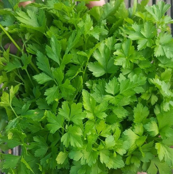 Flat leaf parsley - 100 seeds