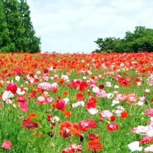 2025/08/20250824_213351.jpg Shirley poppy - 150 seeds