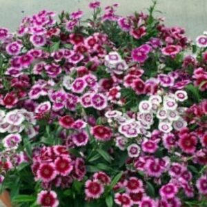 2025/08/20250824_213407.jpg Dianthus 'baby doll mix' - 100 seeds