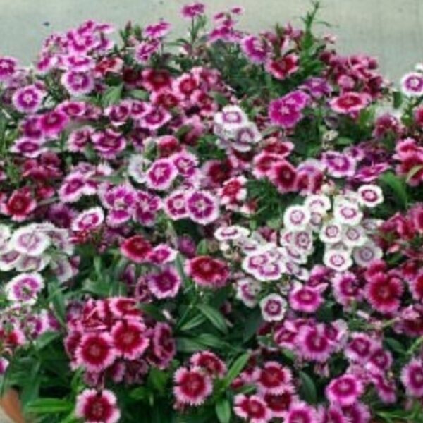 2025/08/20250824_213407.jpg Dianthus 'baby doll mix' - 100 seeds