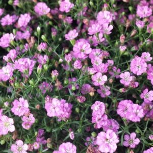 2025/08/20250824_213439.jpg Gypsophila muralis - 100 seeds