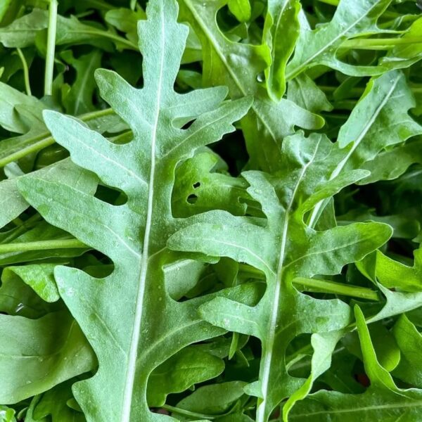 2025/08/20250824_213511.jpg Wild rocket 'sylvetta' - 100 seeds