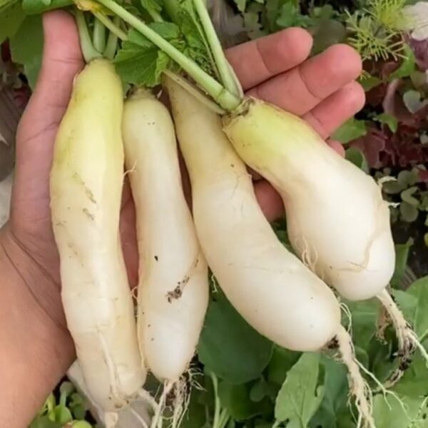 2025/08/20250824_213527.jpg White icicle radish - 50 seeds