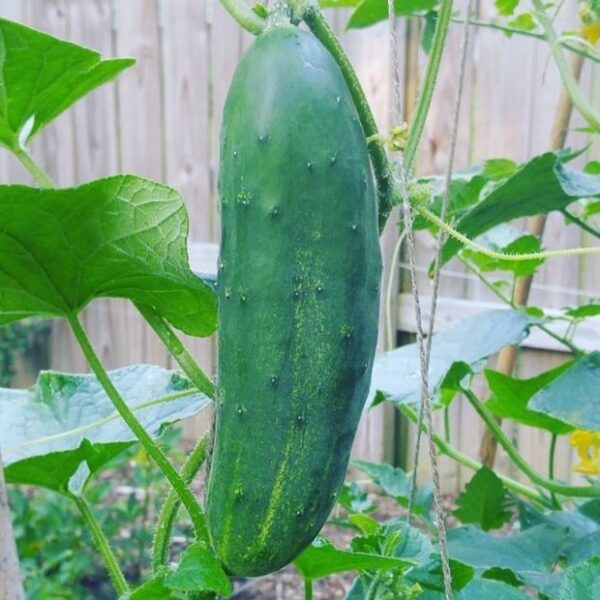 2025/08/20250824_213540.jpg Cucumber 'ashley' - 20 seeds