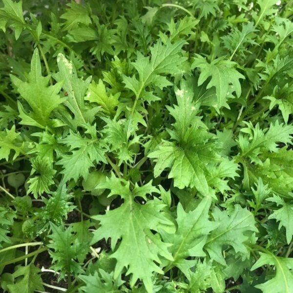 2025/08/20250824_213554.jpg Mizuna - 100 seeds