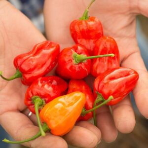 2025/08/20250825_075901.jpg Habanero red - 20 seeds