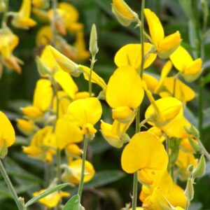 2025/08/20250825_075914.jpg Sunhemp - 50 seeds