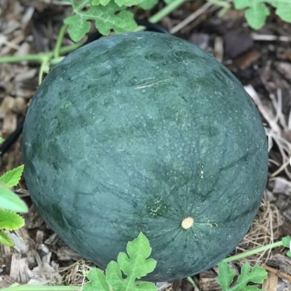 Watermelon 'sugar baby' - 10 seeds