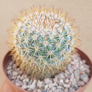 Mammillaria yucatanensis- 10 seeds