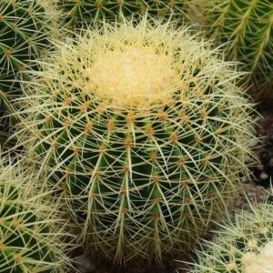 Golden barrel cactus - 10 seeds