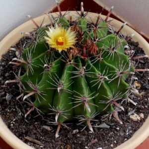 Ferocactus herrerae - 10 seeds
