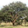 Acacia robusta - 10 seeds