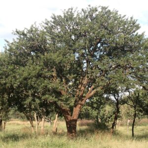Acacia robusta - 10 seeds