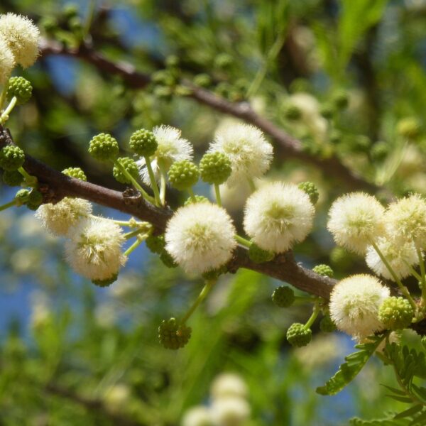 Acacia robusta - 10 seeds