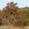 Combretum erythrophyllum (River bushwillow) - 10 seeds