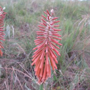 Kniphofia laxiflora - 10 seeds