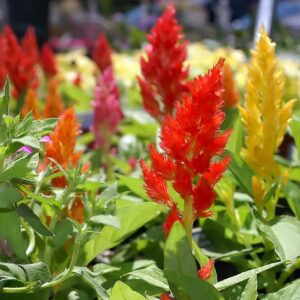 2025/08/20250830_175917.jpg Celosia plumosa mix colors - 50 seeds