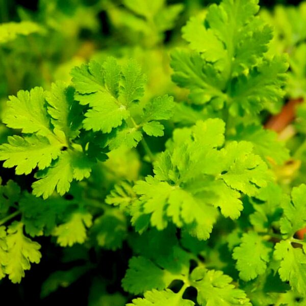 2025/08/20250830_235711.jpg Feverfew - 25 seeds