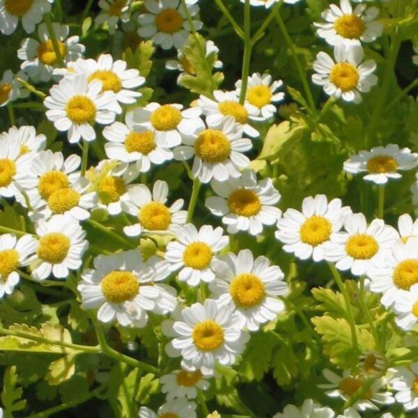 2025/08/20250830_235731.jpg Feverfew - 25 seeds