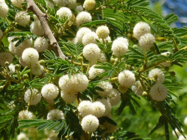 Acacia sieberiana - 10 seeds