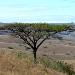 Acacia sieberiana - 10 seeds