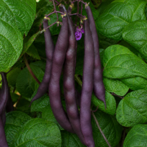 Blue peter Pole bean 'blue peter' - 10 seeds