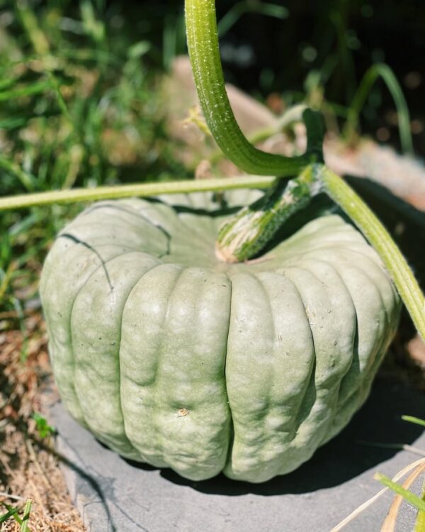 2025/08/FourQueenslandBluepumpkinswellandtrulyontheirwaytobeingreadyF09F988DTheyhavecompletely.jpg Pumpkin 'queensland blue' - 5 seeds