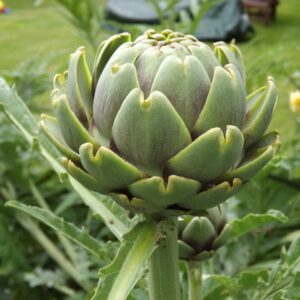 Artichoke 'green globe' - 10 seeds