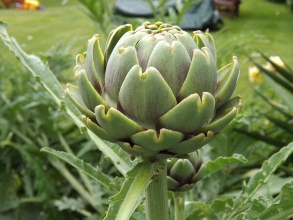 Artichoke 'green globe' - 10 seeds