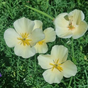 2025/08/IMG-20250827-WA0108.jpg California poppy 'white linen' - 30 seeds