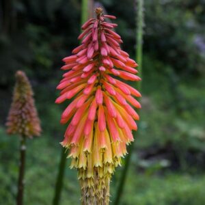 Kniphofia splendida - 10 seeds