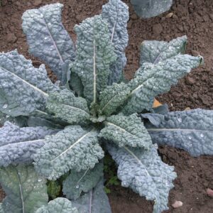 2025/08/PalmkohlPflanze.jpg Kale lacinato - 50 seeds