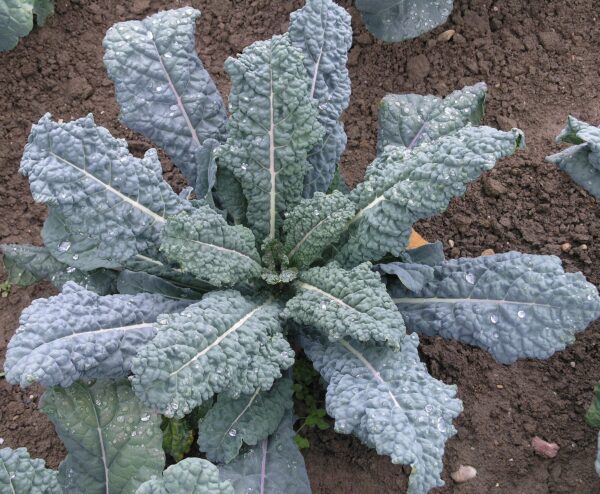 Kale lacinato - 50 seeds