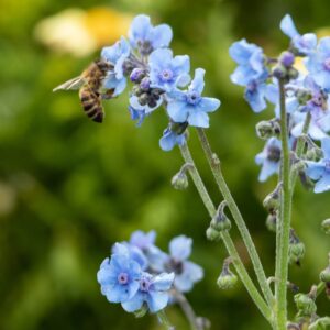 2025/08/Parque_Estadual_dos_Mananciais_de_Campos_do_JordC3A3o_Marcostcchen_280329.jpg Chinese forget me not - 25 seeds